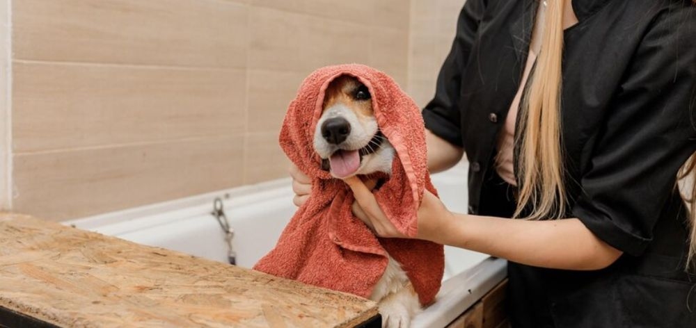 mejorar higiene mascotas condominio