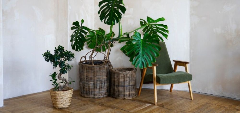incorporar plantas rincon lectura